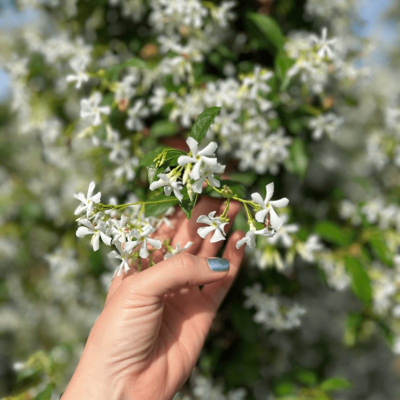 Plantas de exterior